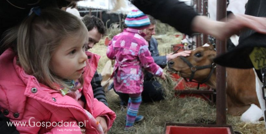 Trwa Krajowa Wystawa Zwierząt Hodowlanych w Poznaniu