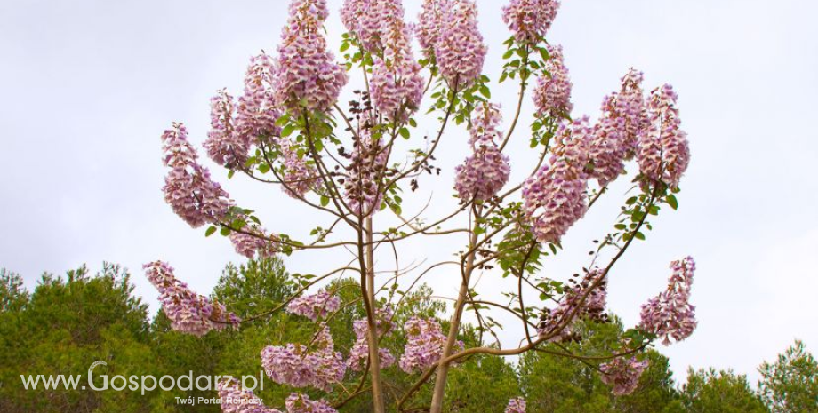 Szybko rosnące drzewo Oxytree na Targach Gardenia 2018