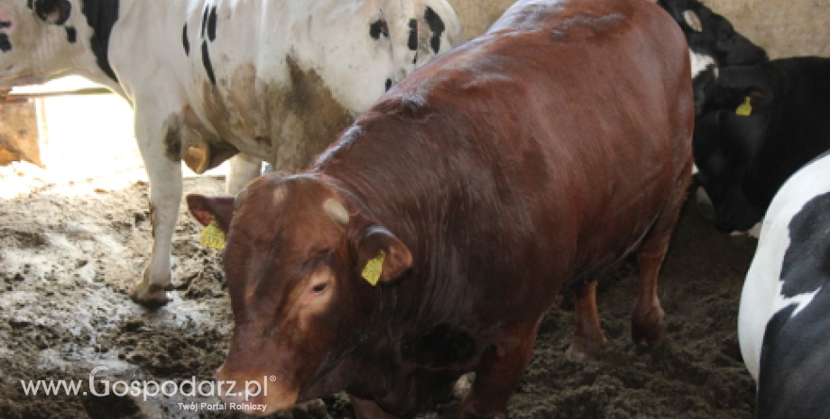 Antybiotyki w mięsie z ubojni w Rosławowicach