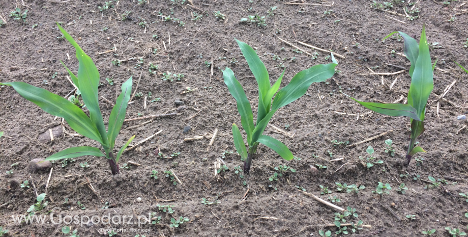 Systemy uprawy roli pod kukurydzę
