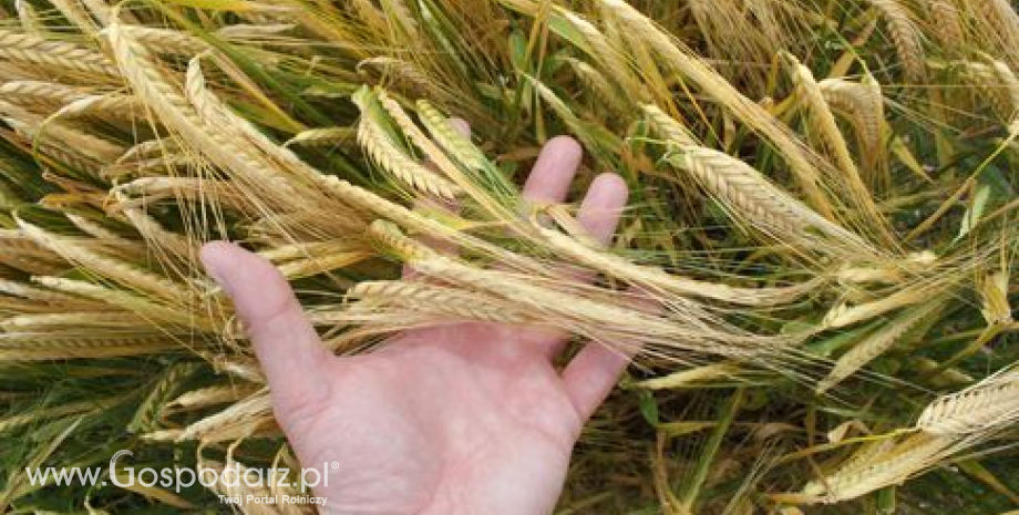 UE: Więcej zbóż w 2017 r. Redukcji może ulec jedynie produkcja pszenicy durum i pszenżyta