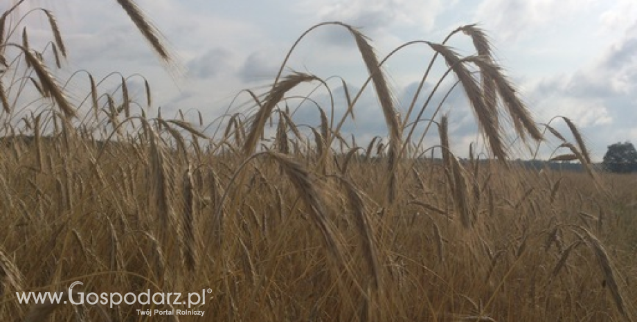 Niewielkie zmiany notowań na giełdowym rynku zbóż (21.01.2015)