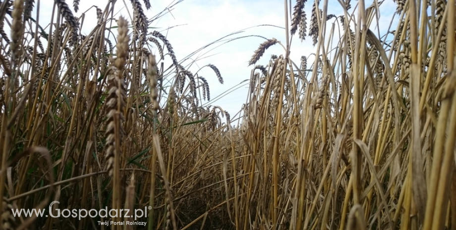 Słaba kondycja pszenicy we Francji