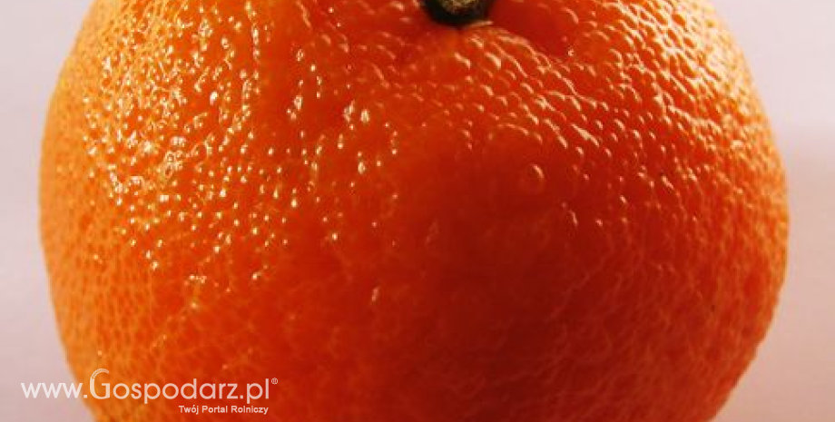 Import owoców do Holandii