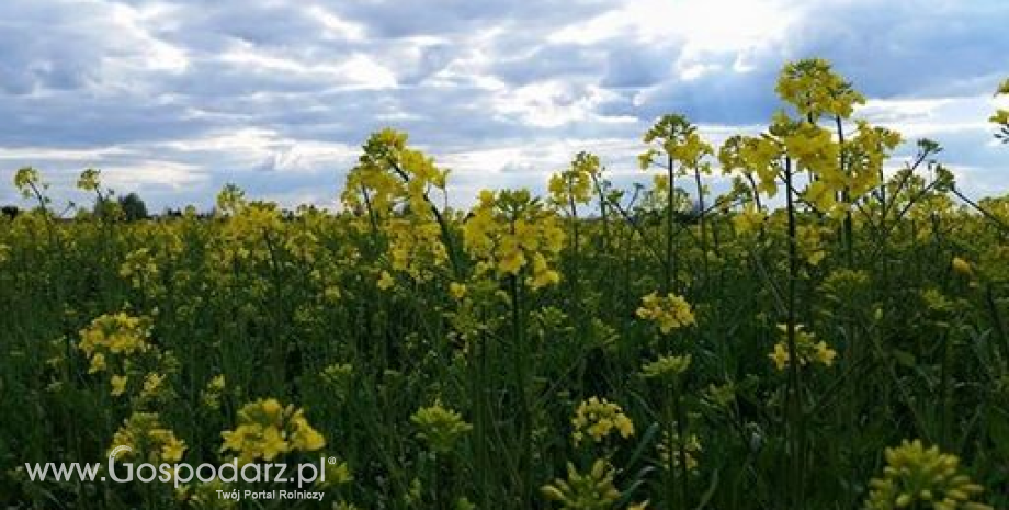 Areał upraw rzepaku