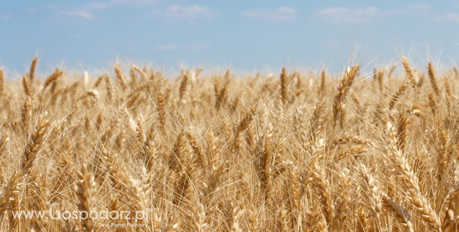 Nawożenie zbóż ozimych wiosną - podstawowe zasady stosowania bezchlorkowych nawozów ARKOP