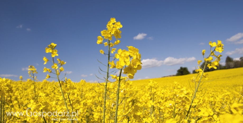 Globalna produkcja rzepaku powinna wzrosnąć w tym sezonie o blisko 14%