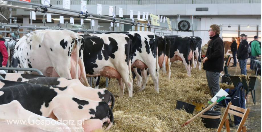 Pogłowie krów mlecznych w Polsce