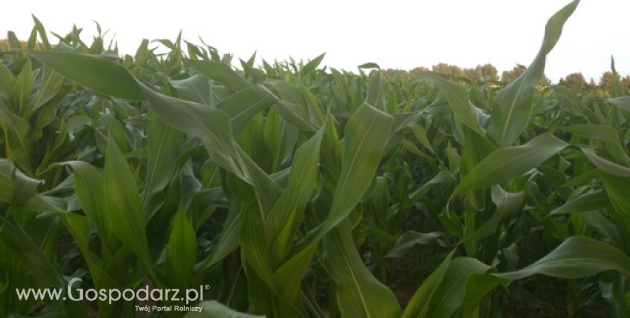 Notowania zbóż i oleistych. Nowe maksima notowań soi i kukurydzy (2.06.2016)