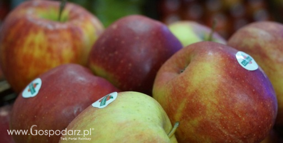 Warunki eksportu jabłek do Indonezji