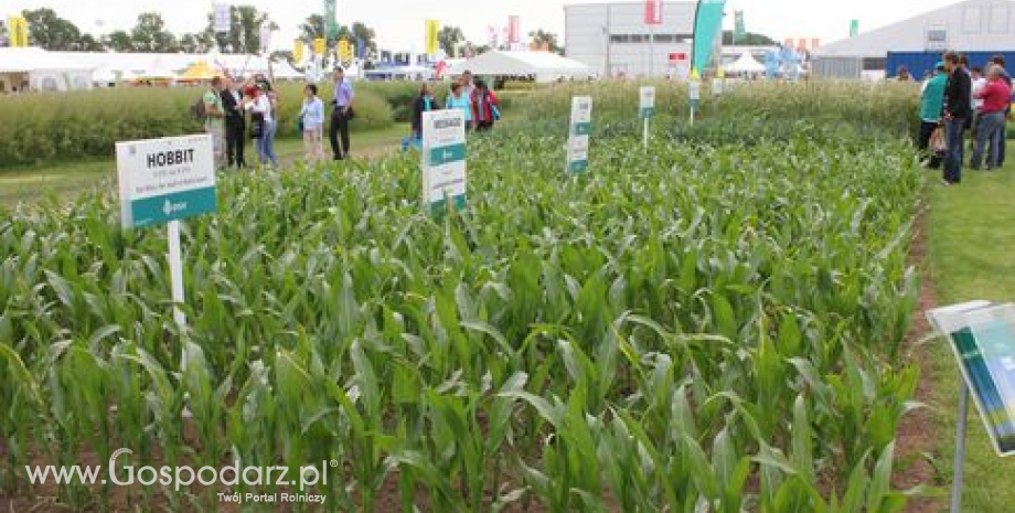 Argentyna – Wzrost produkcji i eksportu kukurydzy