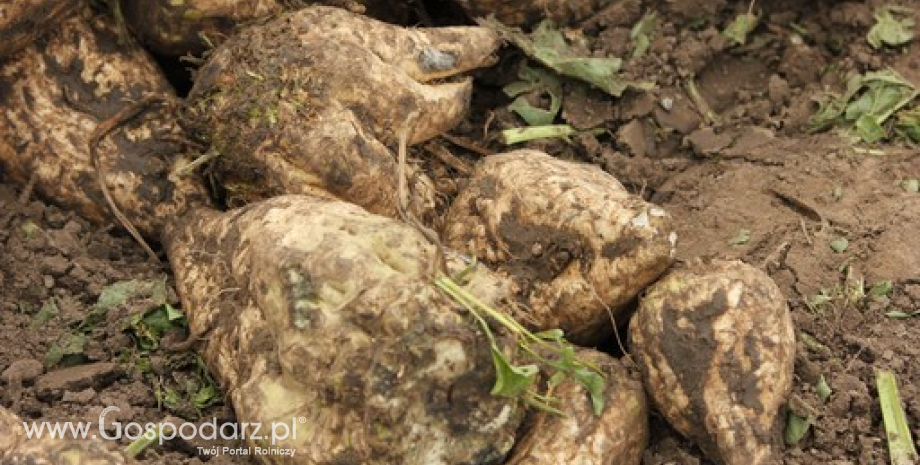 Stan plantacji upraw buraków cukrowych w 2015 r.