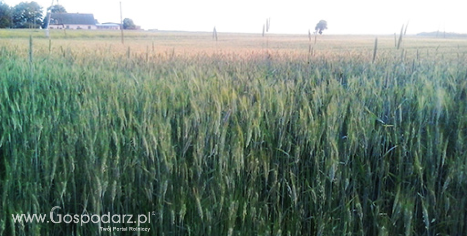 Podsumowanie rynku zbóż w Polsce (27.05-02.06.2013)