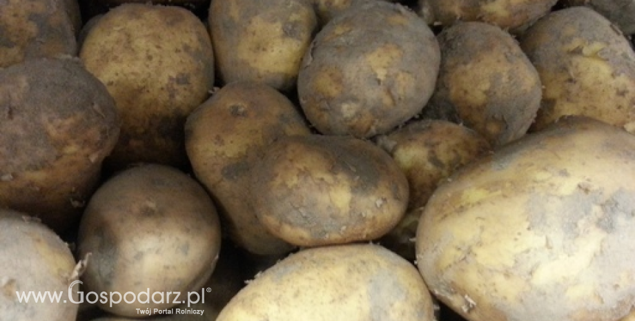 Ceny ziemniaków w Polsce (31.03.2016)