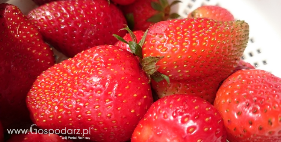 Mrożone truskawki wyraźnie droższe niż rok temu