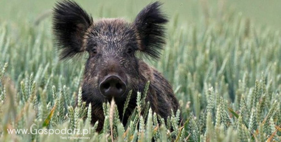 Wybór odpowiednich odmian może zniechęcić dziki do odwiedzania plantacji