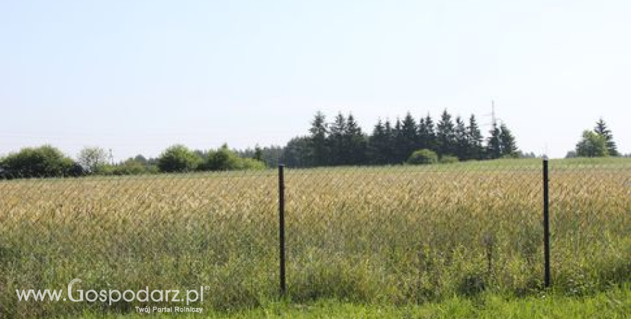 Na Matif kolejny dzień spadków zbóż i rzepaku (30.10.2013)