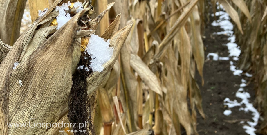 Czy kampania kukurydziana zakończy się w tym roku?