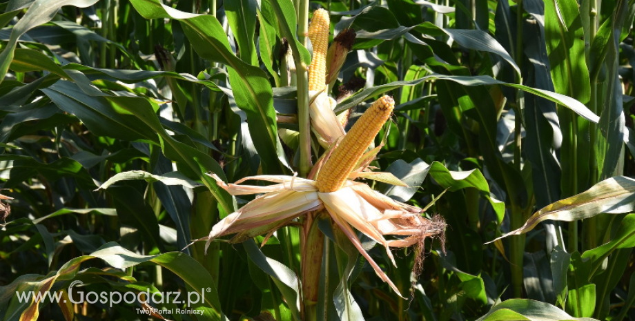 Brazylia poszukuje nowych odbiorców kukurydzy w oczekiwaniu na rekordowe zbiory