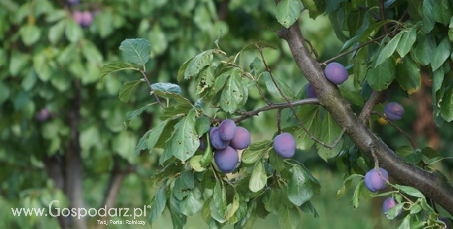 Dalsze wsparcie kryzysowe producentów owoców i warzyw od 30 września