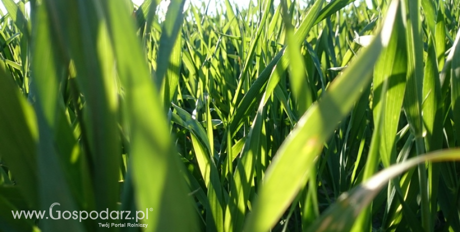 Ceny zbóż w Polsce. Drożeją żyto, pszenżyto i kukurydza
