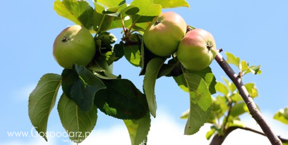 Zbiory jabłek we Francji na poziomie 1,66 mln ton