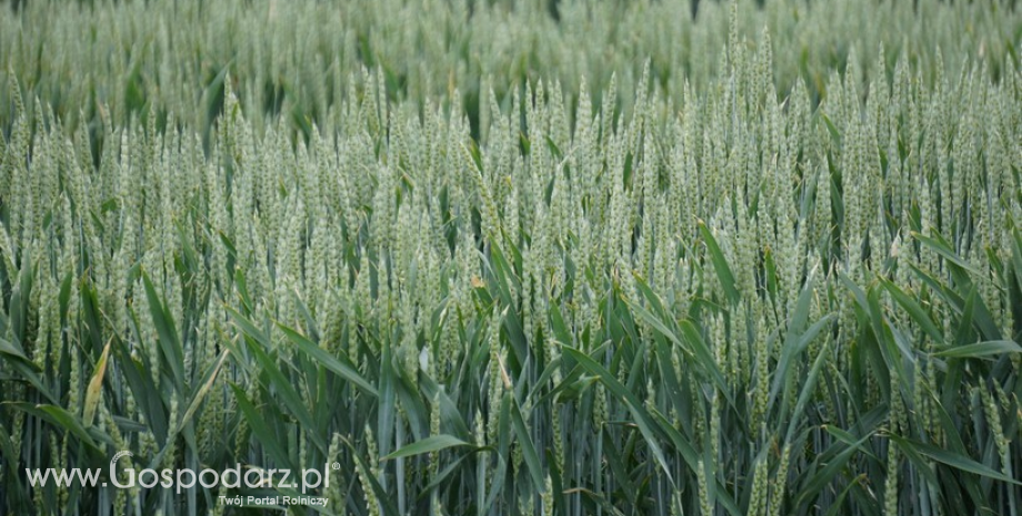 Tempo eksportu unijnej (też polskiej) pszenicy nadal pozostaje w tyle za poprzednim sezonem