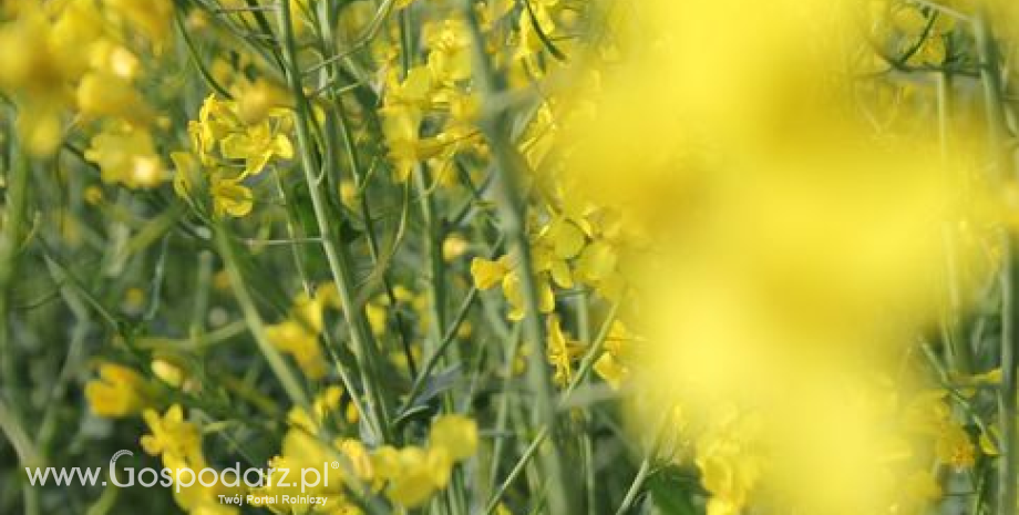 Zmiany prawne ws. biopaliw nie wcześniej niż na jesień 2014 r.