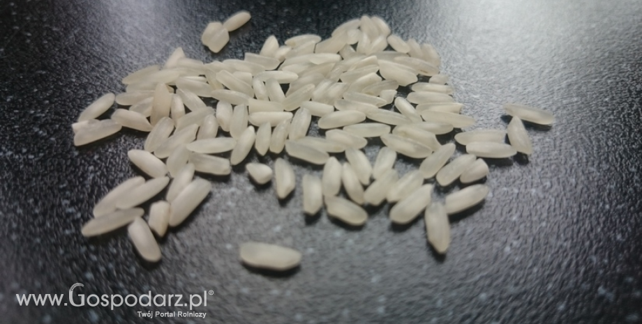 Gorsze prognozy dla ryżu odpowiadają w listopadzie za minimalne cięcie globalnej produkcji zbóż