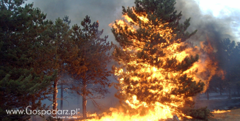 Rośnie zagrożenie pożarami w lasach