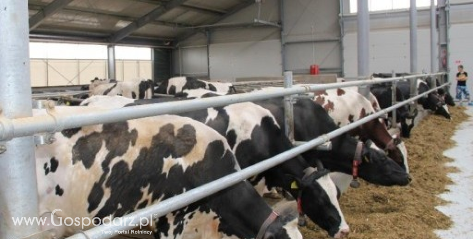 Po latach spadków, rośnie pogłowie krów mlecznych w UE