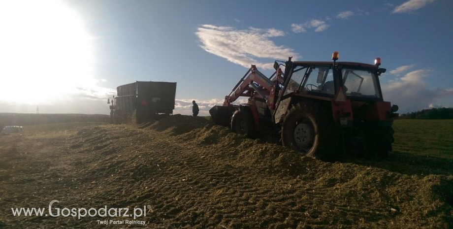 Żniwa amerykańskiej kukurydzy są na ukończeniu