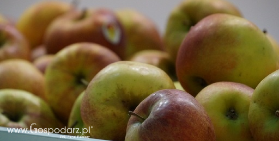 Nowe wymagania fitosanitarne w eksporcie jabłek do Indii