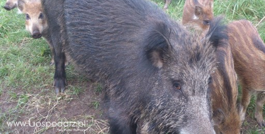 Już ponad 230 przypadków ASF u dzików