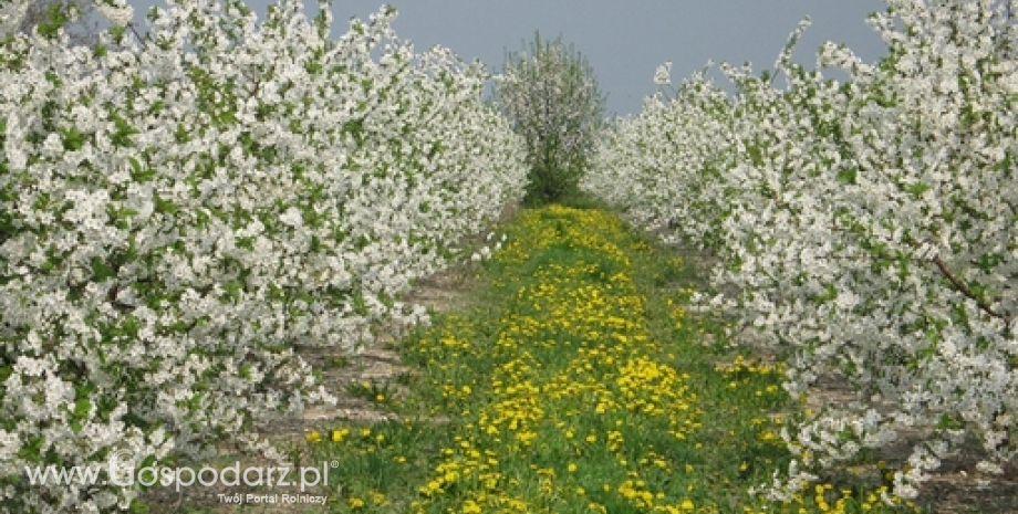 Ocena przezimowania drzew, krzewów owocowych i plantacji jagodowych