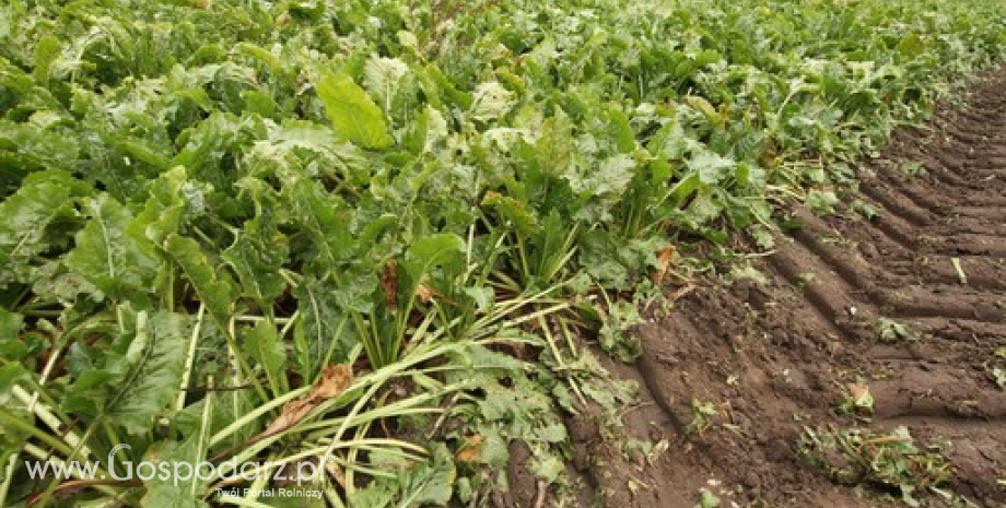 Plantatorzy buraka cukrowego z Francji dążą do wyższego plonowania