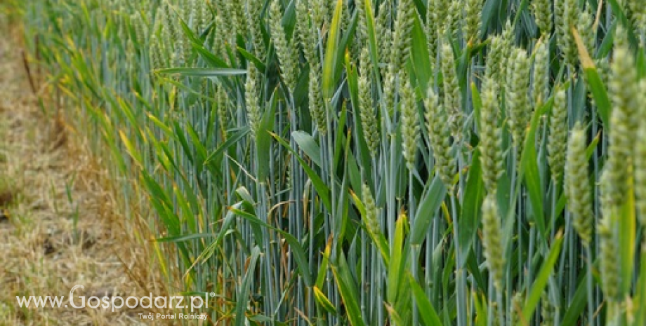 Nasz eksport zbóż poza UE wzrósł w tym sezonie o połowę