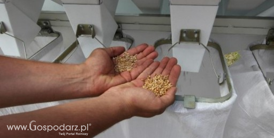 Opłaty za wysiew nasion z własnego zbioru nie zostaną zniesione