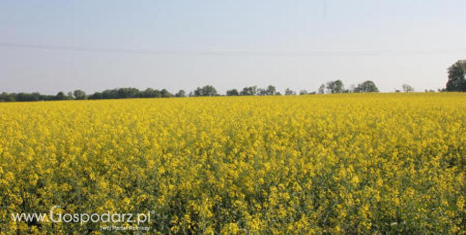 Wzrostowy tydzień na rynku oleistych (11.03.2013)