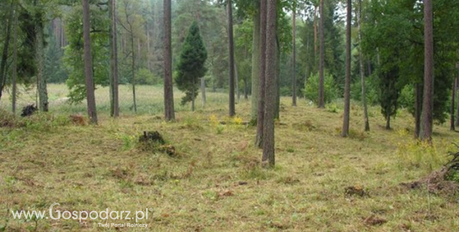 Chrząszcze lubią świetlistą dąbrowę