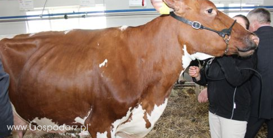 Ceny żywca wieprzowego, wołowego i drobiowego w Polsce (08-14.07.2013)