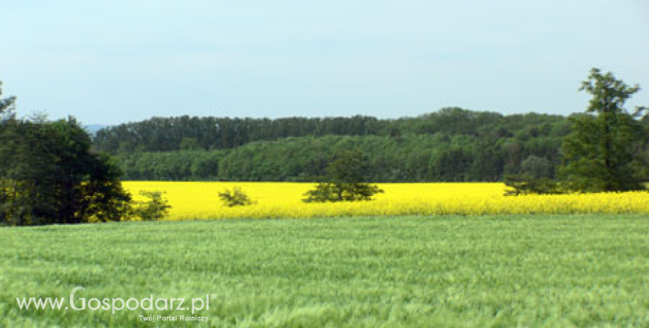 Czechy: Niższe prognozy zbiorów zbóż i rzepaku