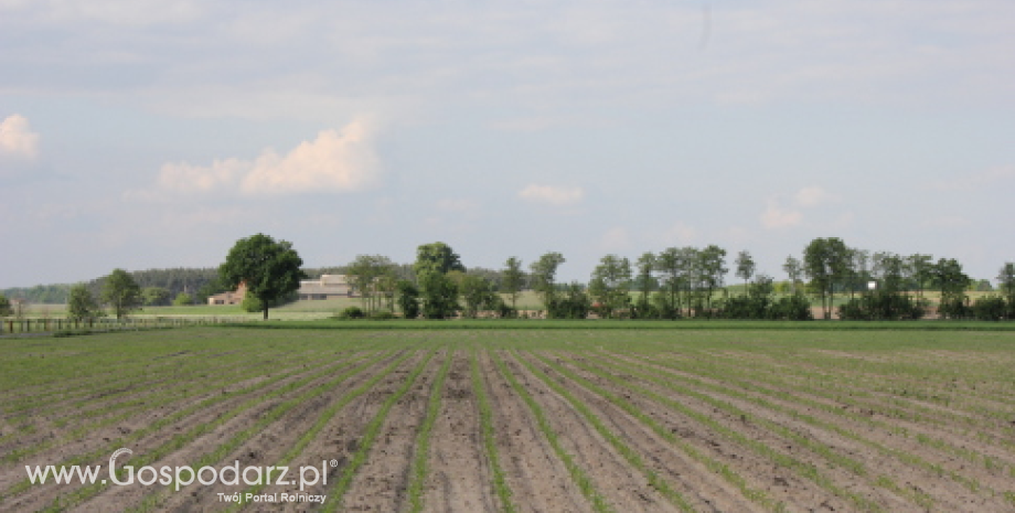 Zasiewy zbóż jarych na Ukrainie