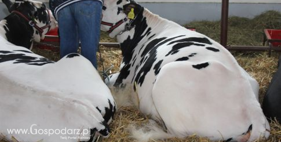 Prognozy FAO światowej produkcji, spożycia i handlu mięsem w 2013 roku