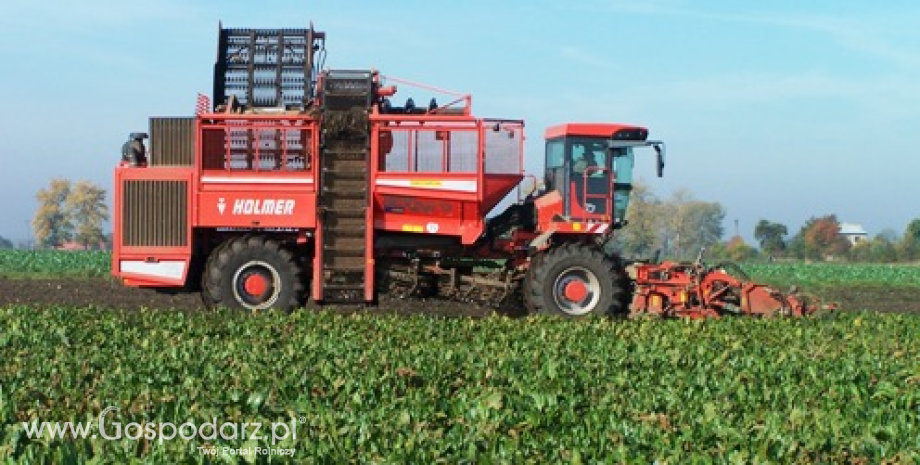 Wielka Brytania przeciw wydłużeniu kwotowania produkcji cukru