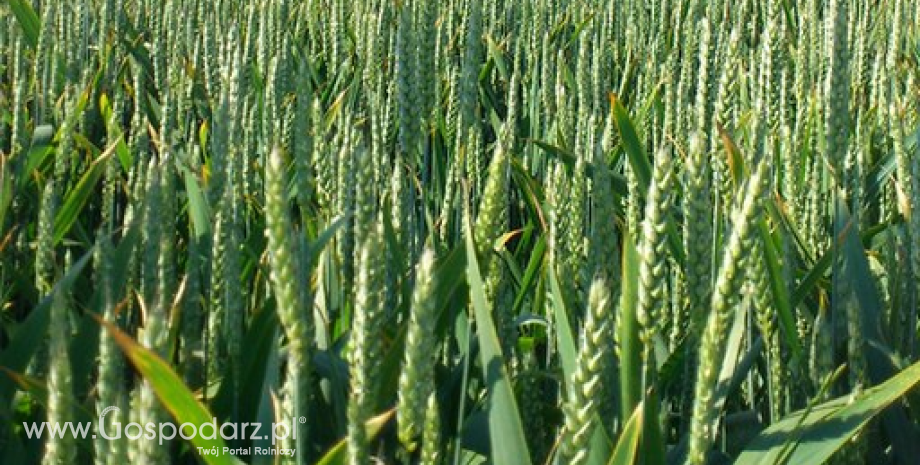USDA ponownie tnie prognozy światowych zbiorów zbóż w tym sezonie