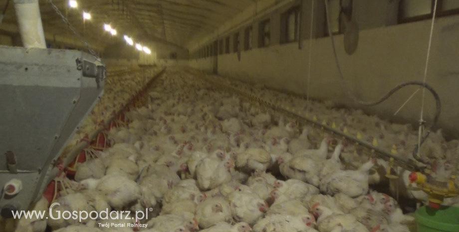 Chiny: Rośnie zapotrzebowanie na importowane mięso kurcząt