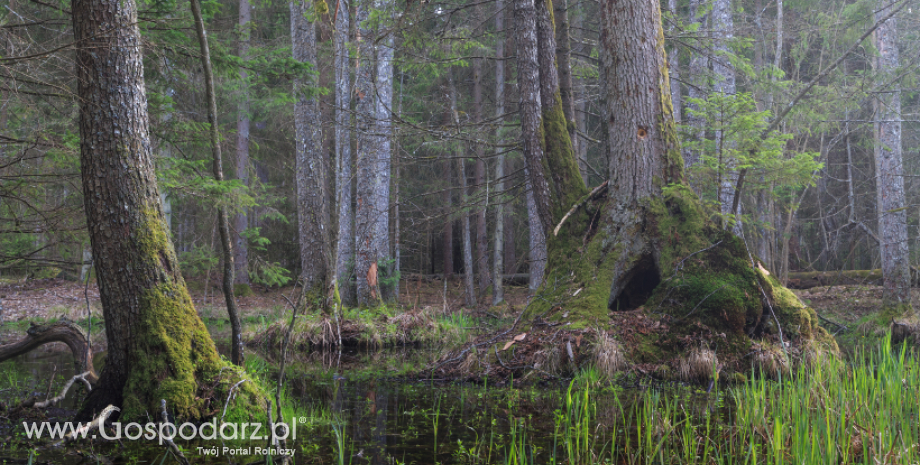 Puszcza Białowieska tematem rozmów na sesji UNESCO