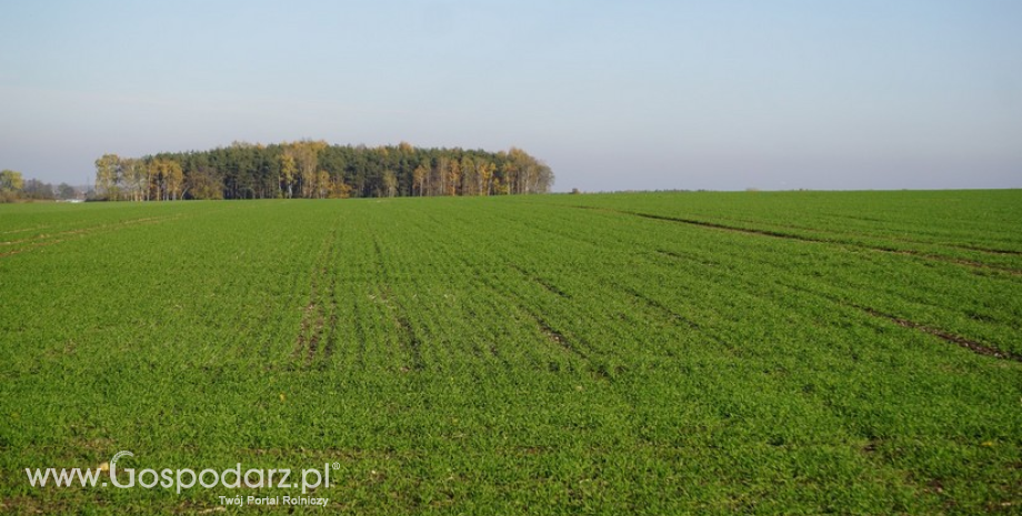 Zazielenienie – ułatwienia dla rolników