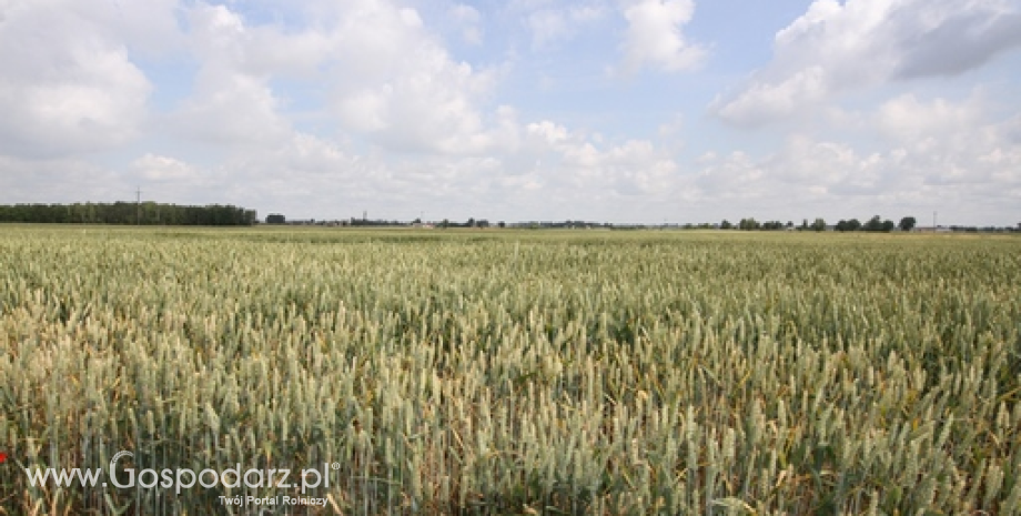 Mieszane nastroje na giełdowym rynku zbóż i oleistych (04.03.2015)